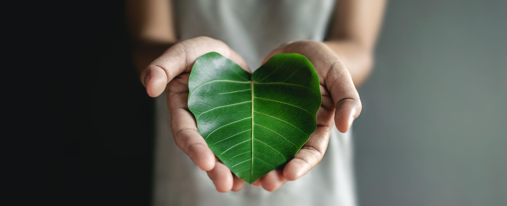 6 Ways Going Green Can Help Your Mental Health