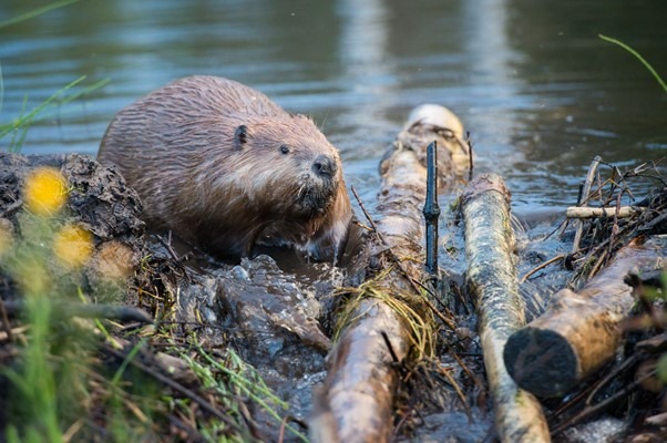 A beaver building a dam