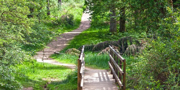 A country trail