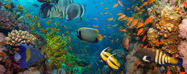a group of fish at a coral reef