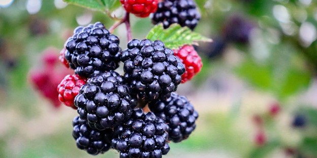 A punnet of blackberries